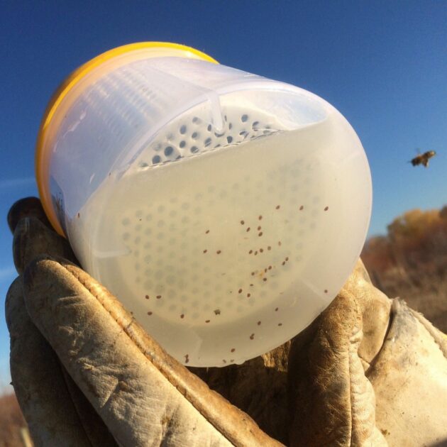 Varroa Check Banno's Bees and Honey