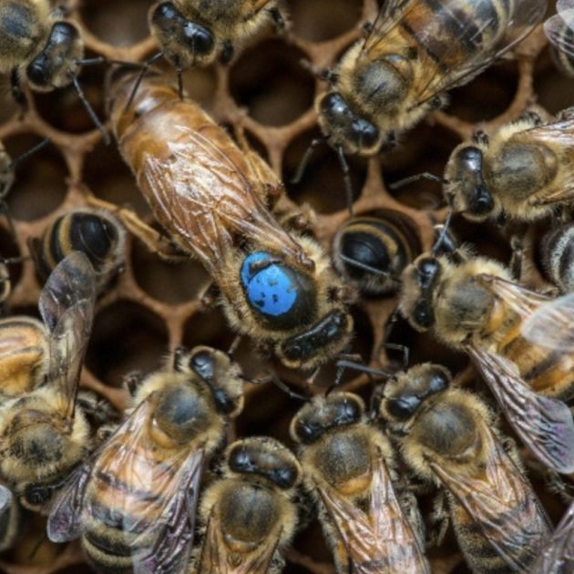bee queen swarm
