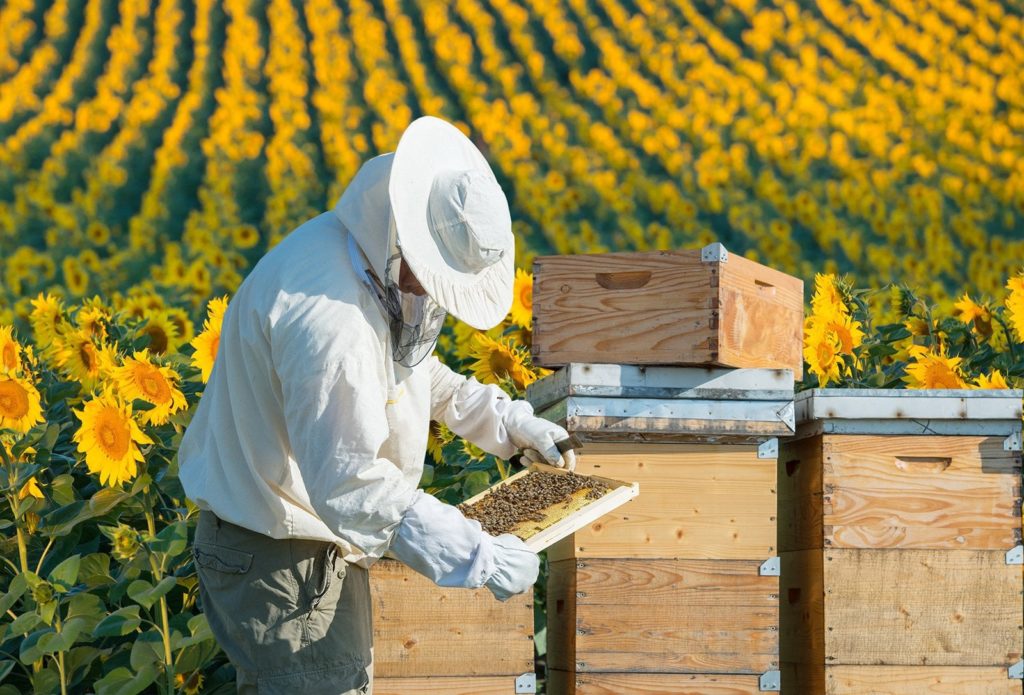 bannos bees Australian honey bee hive keeper field