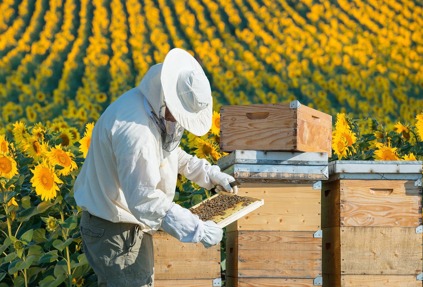 Bannos Bees and Honey