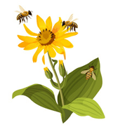 Bannos Bees and Honey Banno's Bees and Honey
