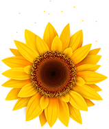 sunflower honey